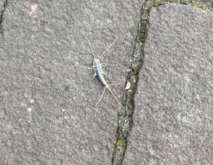 シルバーフィッシュ