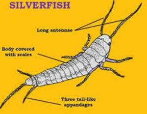 シルバーフィッシュ