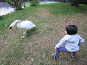 アムステルフェーンは芝生が多く天然の白鳥、カモがいる様子