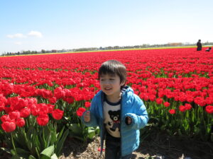 オランダのチューリップ