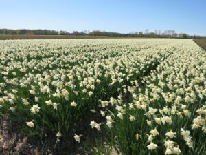 数百万株のチューリップが咲き乱れる畑、白いチューリップ