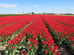 数百万株のチューリップが咲き乱れる畑、赤色チューリップ