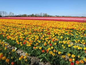 数百万株のチューリップが咲き乱れる畑、黄色いチューリップ