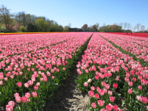数百万株のチューリップが咲き乱れる畑、ピンクのチューリップ
