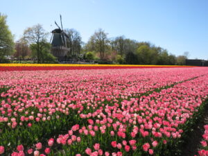 数百万株のチューリップが咲き乱れる畑、ピンクのチューリップ