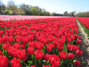 数百万株のチューリップが咲き乱れる畑、赤色チューリップ