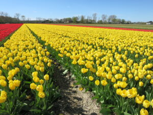 数百万株のチューリップが咲き乱れる畑、黄色いチューリップ