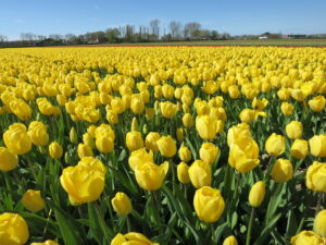 数百万株のチューリップが咲き乱れる畑、黄色いチューリップ
