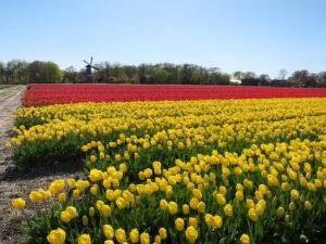 数百万株のチューリップが咲き乱れる畑