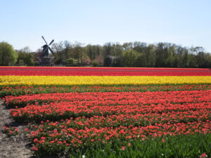 数百万株のチューリップが咲き乱れる畑