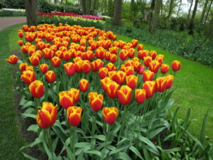 キューケンホフ公園内のチューリップ