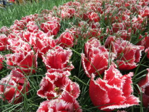 キューケンホフ公園内のちょっと変わったチューリップ